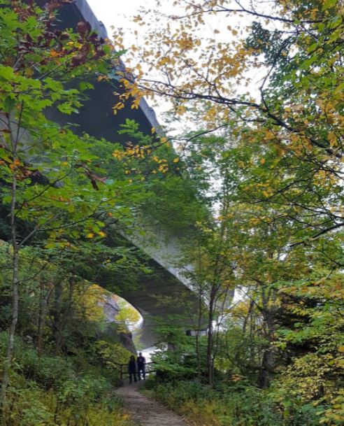 Portions of Blue Ridge Parkway in Asheville closed after bear attack